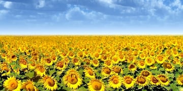 Imagen ilustrativa\u002E Sembraron 466 mil has de girasol en el Chaco\u002E