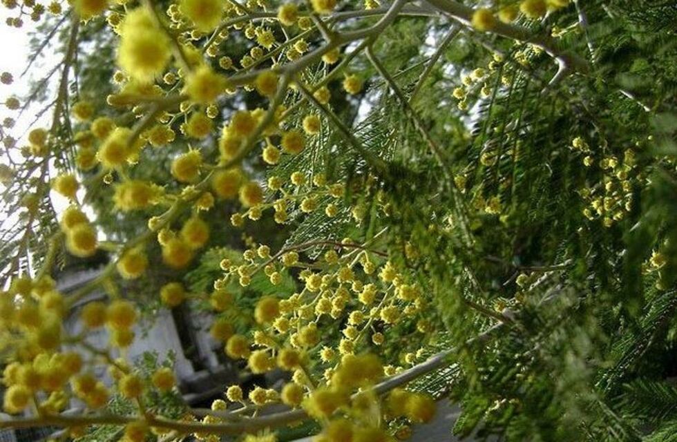 El larroquense Kneeteman propone crear un vivero provincial de especies autóctonas