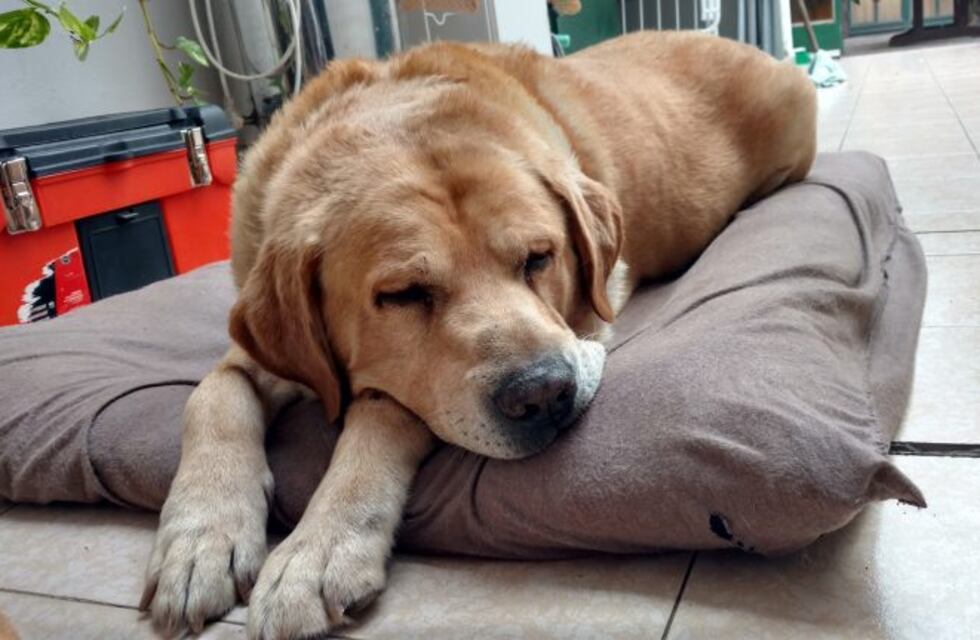 Se dictará un Taller gratuito de Primeros Auxilios de Salud Comportamental