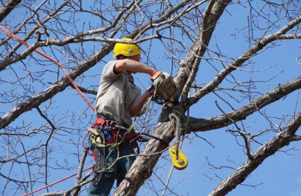 Hasta el 31 de agosto se puede realizar la poda del arbolado público