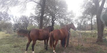 Recuperaron dos caballos robados valuados en 200 mil pesos