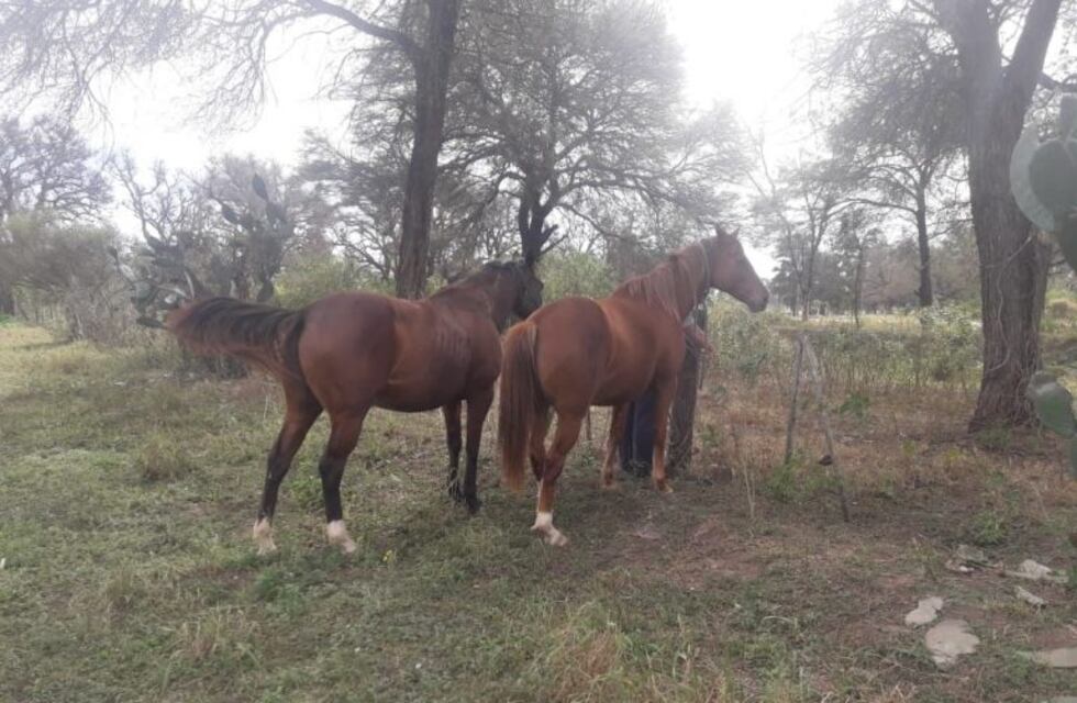 Recuperaron dos caballos robados valuados en 200 mil pesos