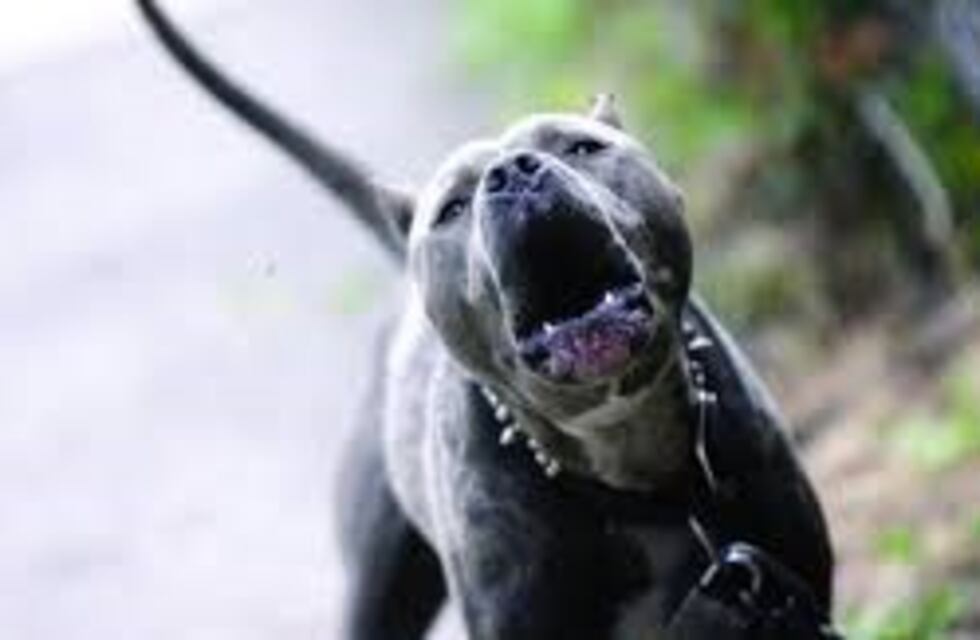 Robó un celular y se defendió soltando su perro pitbull a los policías