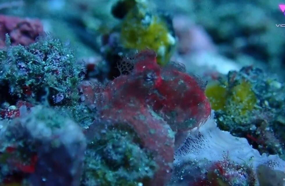 Encontraron un pulpo peludo, un animal raro que habita solo en Indonesia