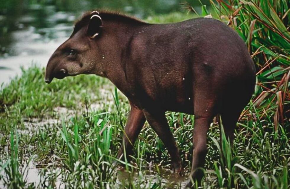 Las cámaras del Parque Nacional Iguazú detectaron la presencia de un tapir