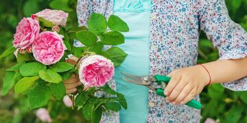 gardener pruning tea rose shears\u002E selective focus\u002E nature