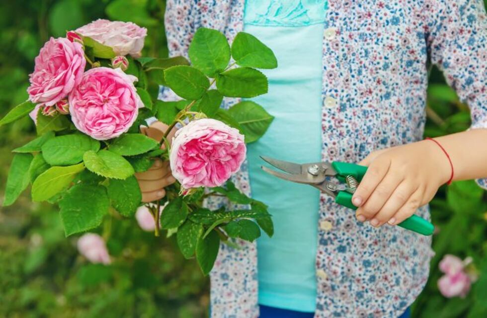 ¿Cómo controlar las cochinillas si aparecen en nuestras plantas?
