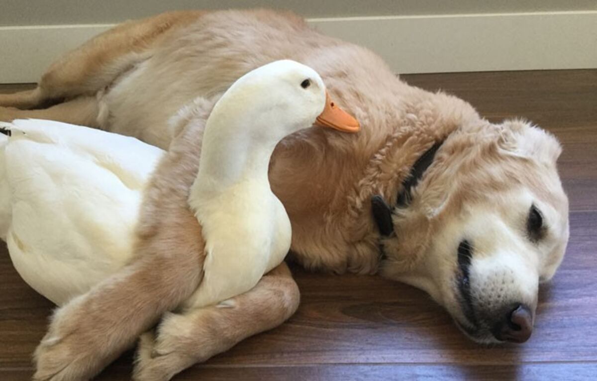 El video de la tierna relación entre un perro y un pato