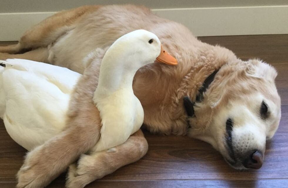 El video de la tierna relación entre un perro y un pato