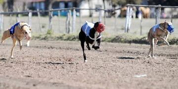 Efectivos de la Policía Rural delegación zona Este irrumpieron en un canódromo de Santa Rosa mientras se disputaban carreras de galgos, práctica penada por la ley\u002E