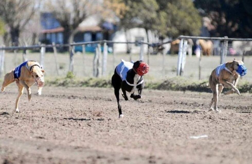 Corridas de galgos, detenidos y perros secuestrados