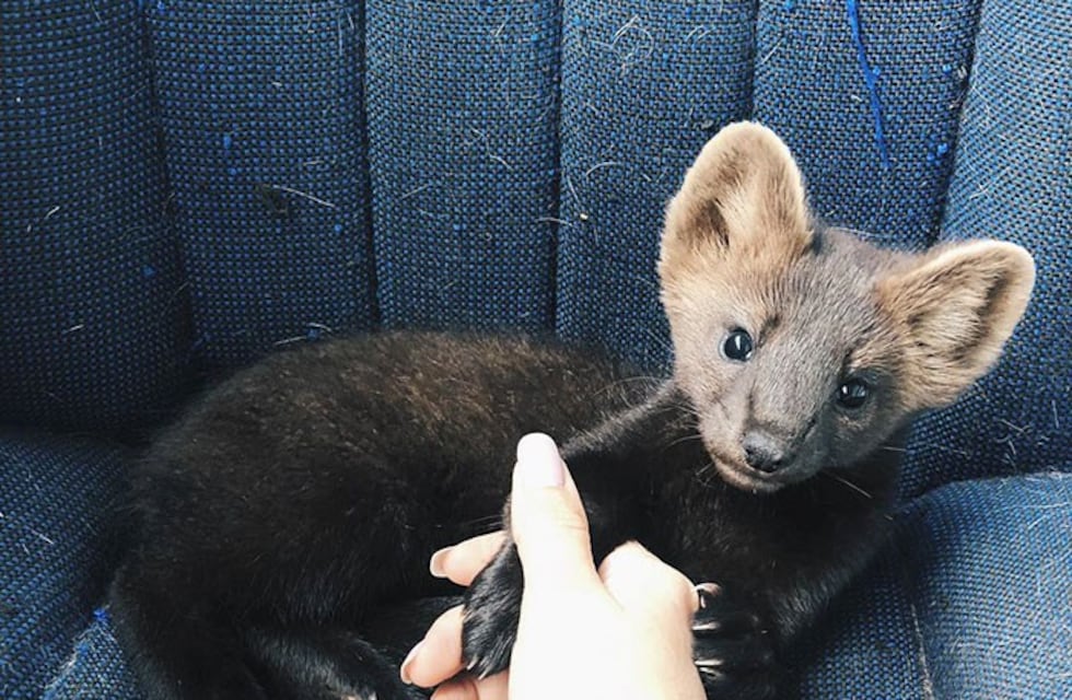 Viral: este pequeño animalito fue rescatado de convertirse en abrigo