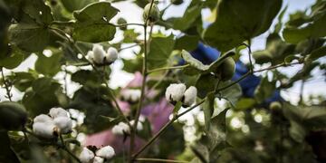 Cotton bolls grow on a plant in a field in Sirsa, Haryana, India, on Monday, Sept\u002E 10, 2018\u002E Cotton output in India, the world's top grower, may drop from a three-year high as dry weather in its main growing areas hurt yields and as pests prompt some farmers to switch to other crops\u002E Photographer: Prashanth Vishwanathan/Bloomberg India  India cosecha plantacion de algodon