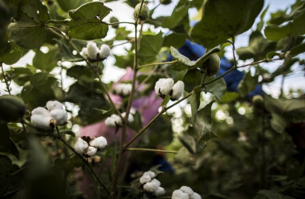 Santiago del Estero principal productor nacional de algodón