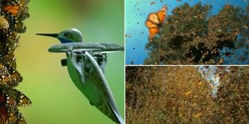 Dron de colibrí capta millones de mariposas