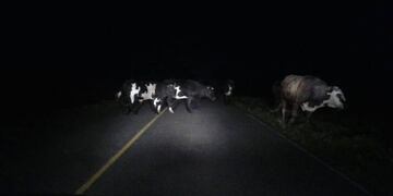 Animales sueltos\u002E Foto: web