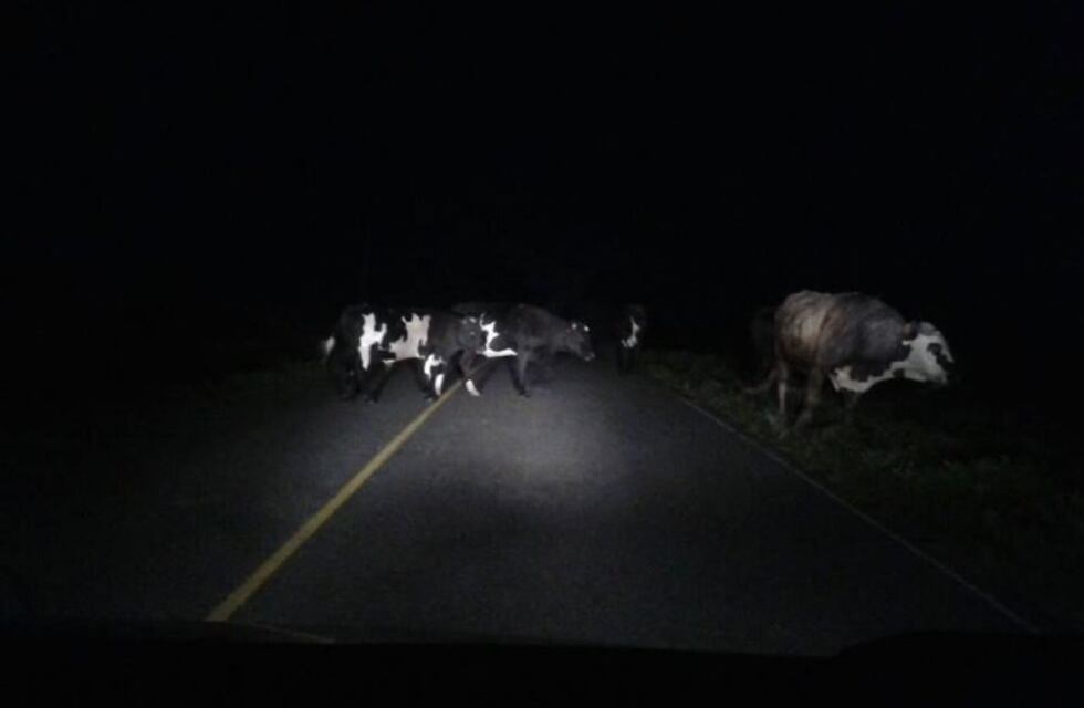 Salió del trabajo, iba en moto y chocó contra una vaca