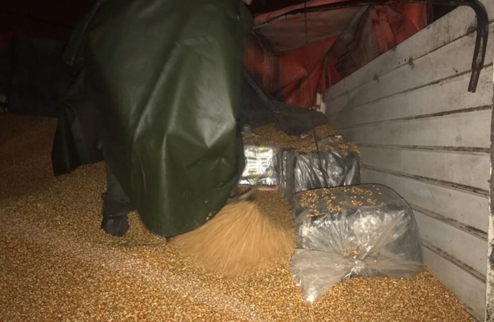 Narco choclos: secuestraron 264 kilos de hojas de coca ocultos en una carga de maíz