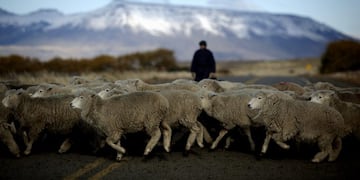 el calafate rebaño de ovejas patagonia ganado ovino