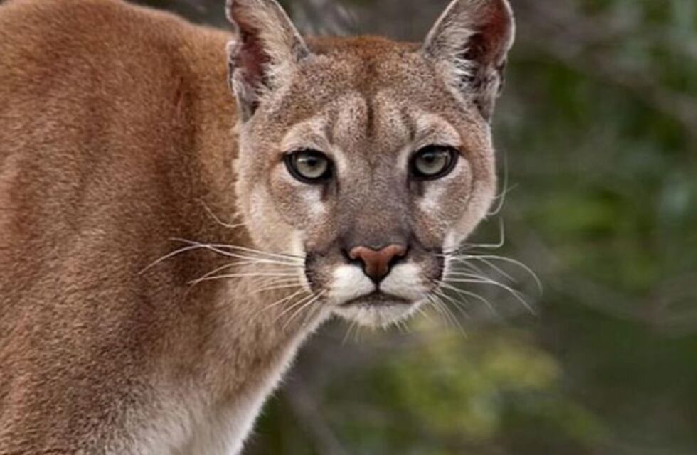 Encontraron un puma sin vida sobre la ruta 40