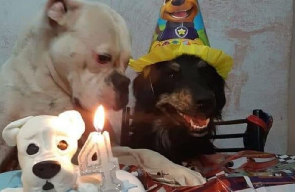 Los usuarios de Vía Córdoba también le festejan el cumpleaños a sus mascotas
