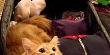 Transporte seguro de mascotas con la documentación y vacunas