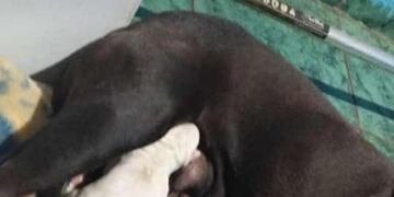 Eldorado: un efectivo de la policía rescató a seis cachorros abandonados
