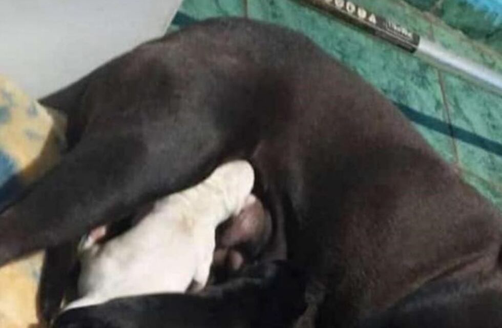 Eldorado: un efectivo de la policía rescató a seis cachorros abandonados