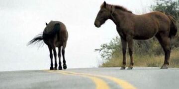 Caballos sueltos ruta 19