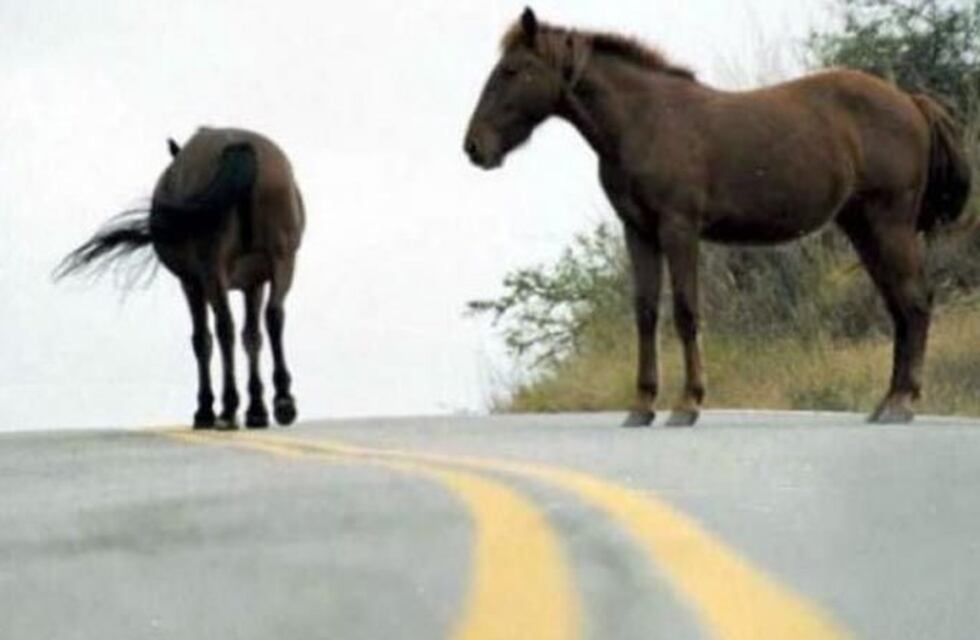 Una camioneta chocó a dos caballos en San Luis