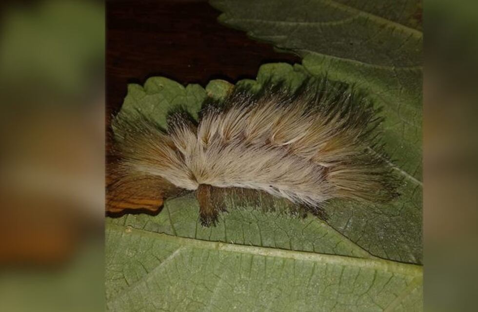 Oberá: aparecieron dos ejemplares de las venenosas orugas pollo