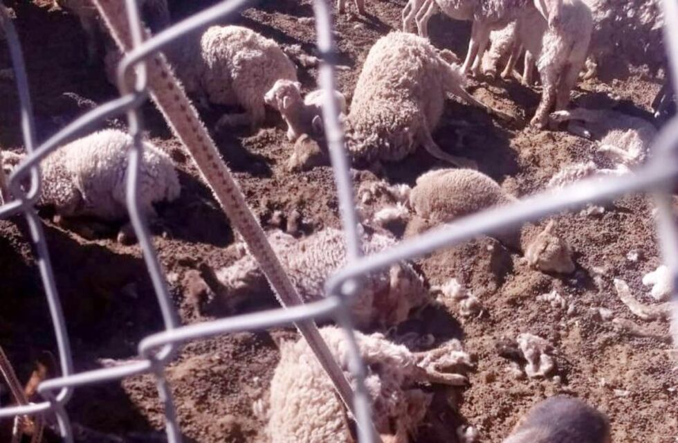 Denuncian que un ataque de perros mató al menos 30 ovejas en la puna jujeña
