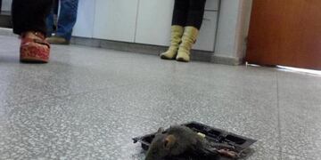 Una escuela de Buenos Aires sin clase por plaga de ratas\u002E (web)