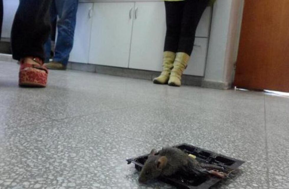 Escuela neuquina convive con ratas hace más de tres años