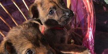 Cachorritos abandonados