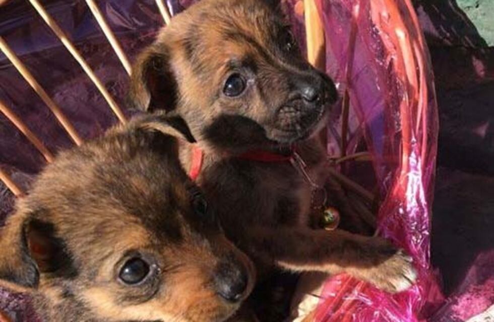 Dos jóvenes abandonaron cachorros en una vivienda y quedaron registrados en la cámara de seguridad