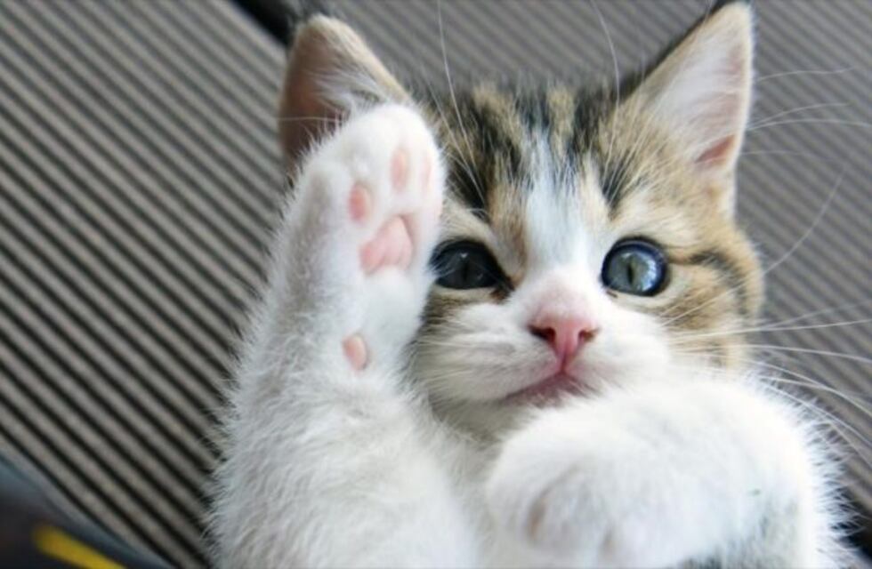 Hombre asegura que el embarazo de su esposa es culpa de su gato porque rompió sus condones