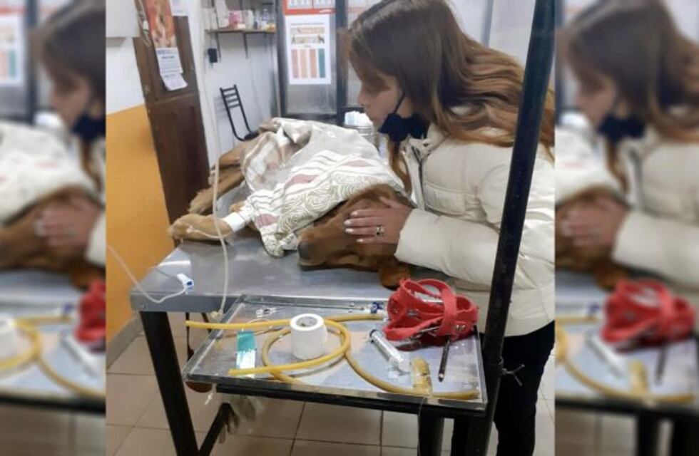 Le salvaron la vida a su perra y no le quisieron cobrar
