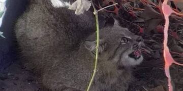 Un gato muy raro apareció en una casa de Bahía
