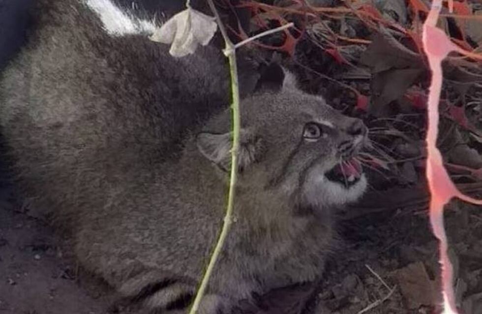 Apareció un Gato del Pajonal en un barrio de Bahía