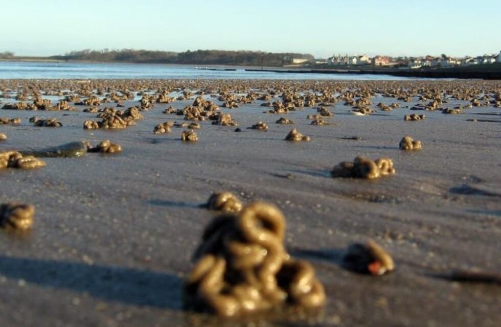 Una playa de Brasil se llenó de gusanos y el impresionante video se viralizó