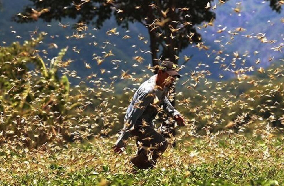Productores salteños preocupados por aparición de langostas