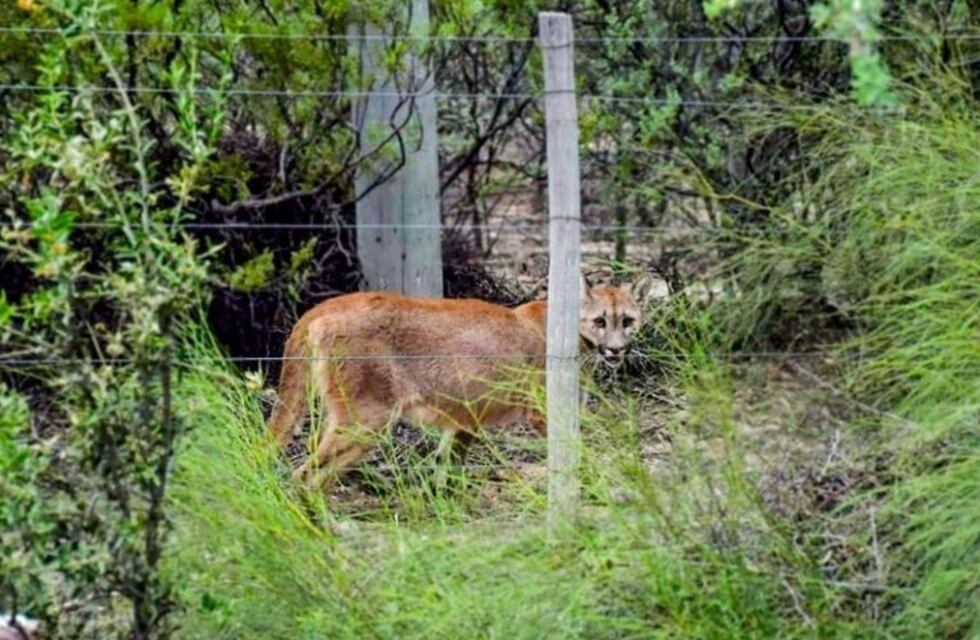 Liberaron aves canoras y un puma