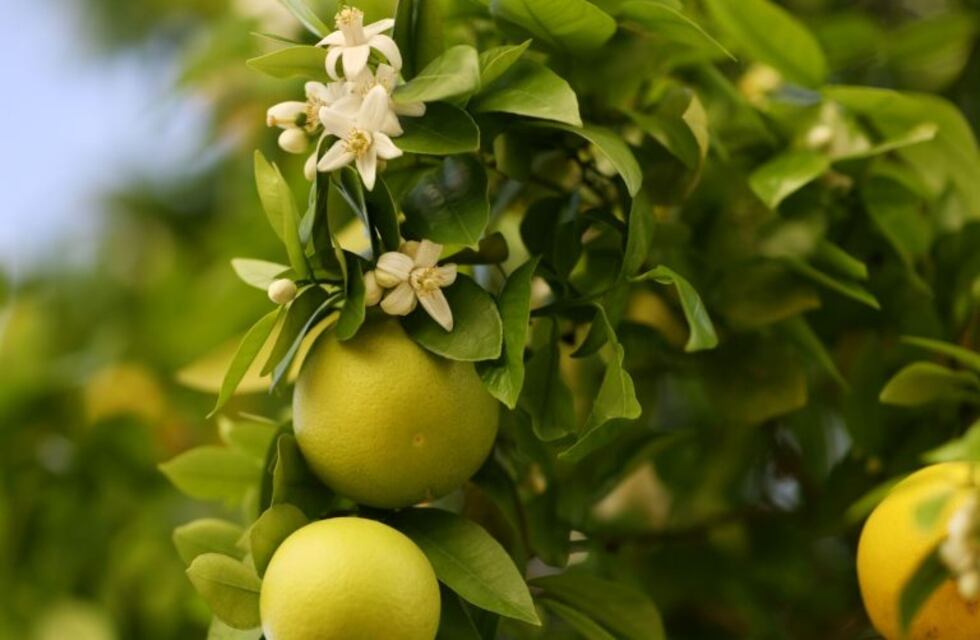 Lo que tenés que saber antes de plantar un citrus