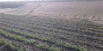 La soja fue sustraída del campo en cuestión\u002E