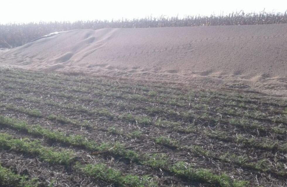Increíble: se robaron 90 toneladas de soja de un campo en el sur de Córdoba