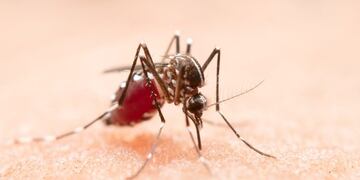 Dengue en Córdoba\u002E