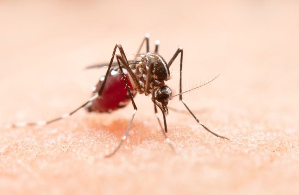 Dengue en Córdoba: siguen habiendo casos pero hay una tendencia a la baja