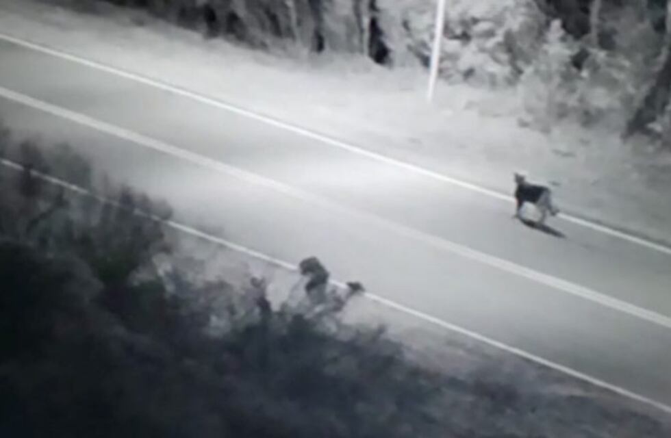 Video: grabaron a un puma buscando comida en Tandil
