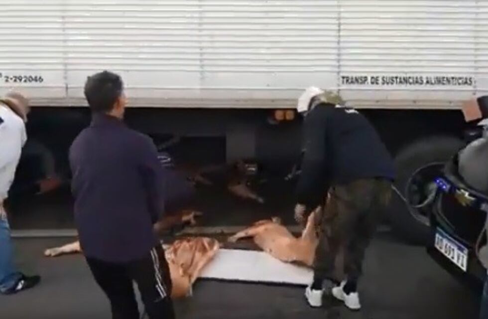 Así un centenar de personas vaciaba un camión con cerdos que se desfondó en la ruta